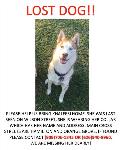 ***LOST HUSKY - POMONA***