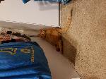 LOST CAT - REWARD