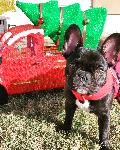 Lost Frenchie