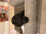 Lost Family Dog