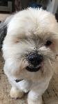 Oreo is missing - Help bring him home safely