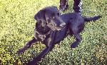Lost dog!! Guinness