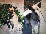 Two missing dogs from Claremont