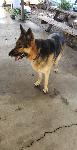Lost German Shepherd