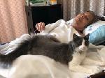 Lost Cat