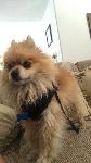 lost Pom