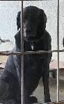 Lost Black Labrador