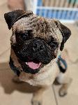 Missing Pug