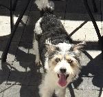 Missing/Stolen Dog - Delilah