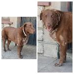 Missing Dog