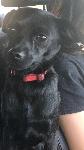 Missing dog!
