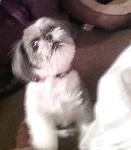 Lost Pet