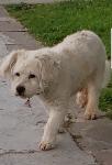 Lost Dog