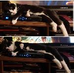 Please Help Our Family Find Our Very Much Loved & Missing Male Cat, 1 Year Old Black & White. With Short & Soft Fur.