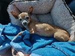 Missing family pet of 15 years