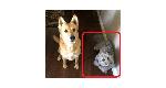 LOST DOG - CHINO