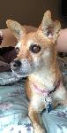 Lost Brown Dog