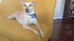 Missing Sharpei / Lab Mix in Chino