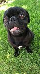 Lost Pug , Panther