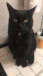 Missing all black cat named Mogli