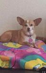 Missing Family Dog