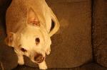 Our dog, named Stinky, is missing