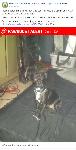 MY SISTER GIVEN OR LEFT OUR DOG
