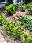 Found dog