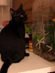 Missing Black 1 Year Old Male Cat