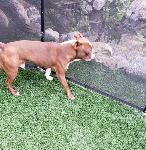 FOUND BOSTON TERRIER - CHINO