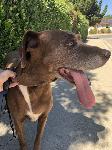 FOUND DOG -PUMKIN