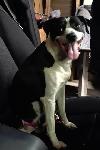 FOUND DOG - CHINO