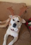 Lost Male Beagle Mix