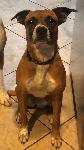 Athena - Boxer Mix Lost Dog