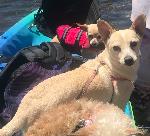 LOST DOG 7/1/19