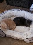Two Missing Cats in Via Verde