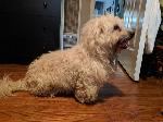 Found White Fluffy Dog (Maltese?)