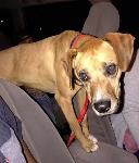 FOUND DOG - DIAMOND BAR
