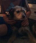 Lost Rat Terrier gray female