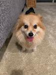 Lost Dog
