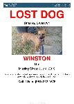 Winston Missing