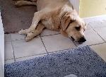 FOUND LAB - CHINO