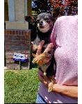 FOUND DOG - CHINO HILLS