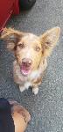 Found Male Aussie Puppy