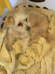 FOUND July 5th - Glendora