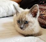 Lost cat