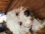 Found White Poodle Mix 7/1/19