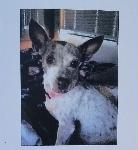 Lost female chihuahua