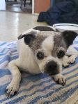 Found senior dog