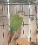 FOUND PARROT - CHINO HILLS